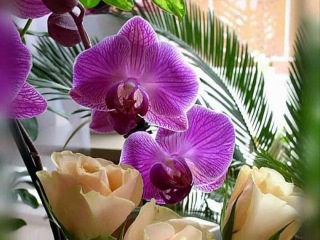 fantastic world of orchids.. beautiful