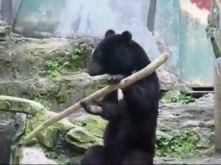 kung fu bear