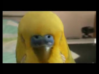 the parrot speaks and sings in armenian :)