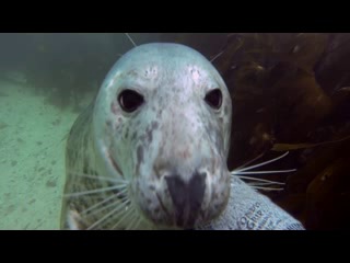 seals are like underwater dogs